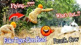 Fake Tiger-Lion Head vs Prank Cows Running Very Fast and Funny - Must Watch Most Funny Video Prank