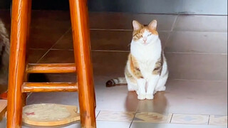 Kucing ini agak lucu juga ya! Bahkan tahu sendiri kalau dia kucing, bukan anjing! Haha!