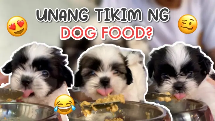 WEANING SHIH TZU PUPPIES | FIRST TIME NILA KUMAIN NG DOG FOOD ðŸ¤­