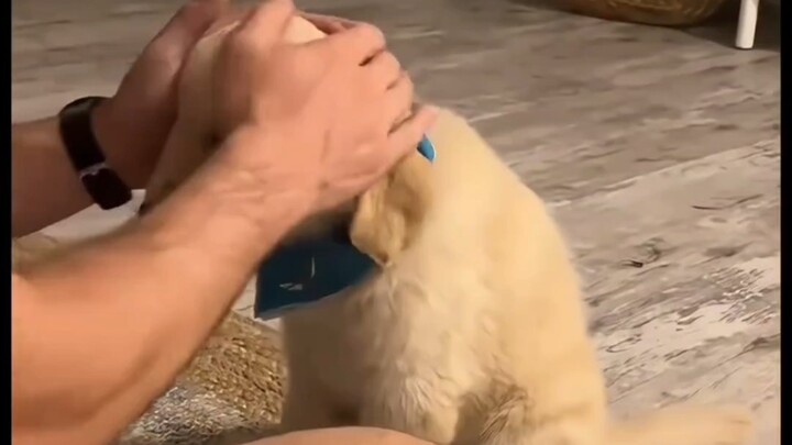 สุนัขปลอบประโลมตัวเล็กทำงานอย่างไร?