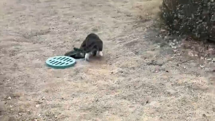 Siapa yang ngerti rasanya lega banget pas liat tikus hitam gede nyelonong masuk selokan di depan mat