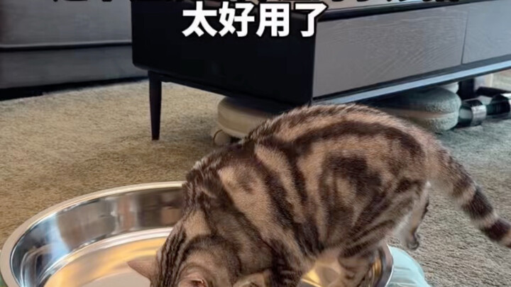 Reviewing the pet cooling gadget as requested by fans