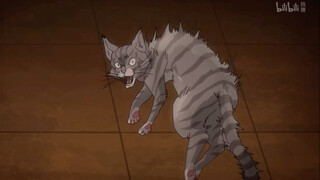 Dio也爱猫