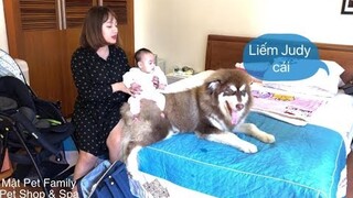 Mật ghen tị với bé Judy , giành mẹ Mai với em bé ==) Alaska with Baby