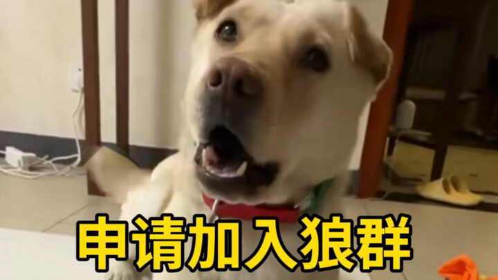 หมาทะเลติดดูทีวีจนขอเข้าร่วมฝูงหมาป่า