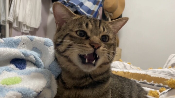 Kitten goes ballistic when its kneading is interrupted—opens its mouth all fierce and feisty, but it