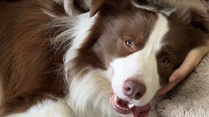 Suddenly kissing the dog while petting it