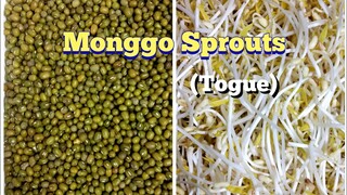 How to Grow Monggo Sprouts (Togue) |Met's Kitchen