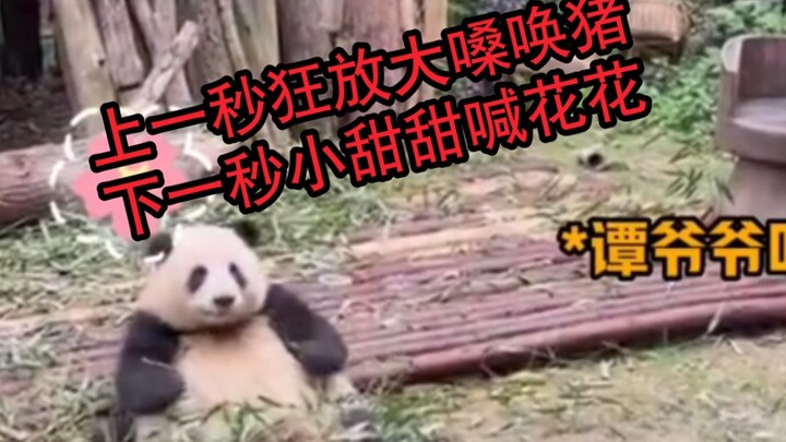 Turns out Grandpa Tan gets all mush-mouthed when he’s with Huahua, too!