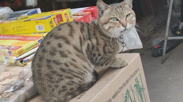 Kucing calico berbobot 5 kilogram dengan mata hijau ini adalah Raja Kucing di kota kecil kami.