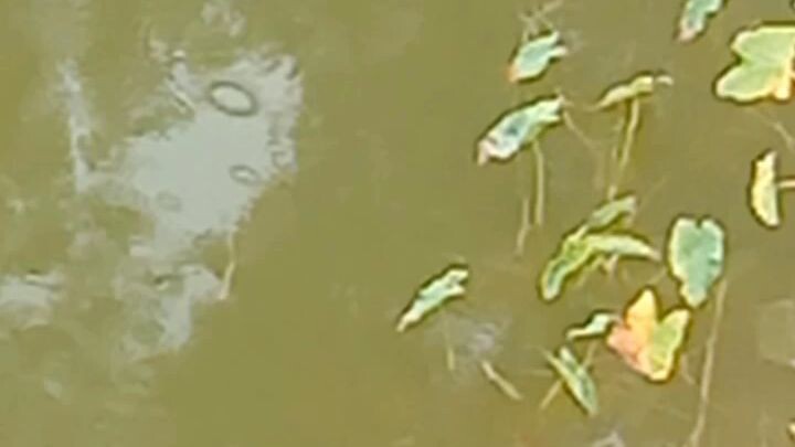 #snake #water
