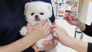 [Cún cưng] Chú cún đi bệnh viện thú y tiêm sợ hãi nắm chặt tay bác sĩ