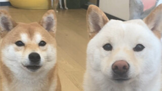 The Octagonal Family