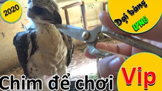 [Hùng Hunter]- Chiến binh đi cùng mình trong năm 2020.
