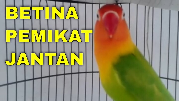 5 DETIK Lovebird ini BUNYI, LOVEBIRD LELET dan BISU Bisa NYAUT NGEKEK, BUKTIKAN Pada LABET PAUD BALI