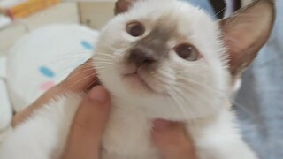 Boss, is this my photo, meow?