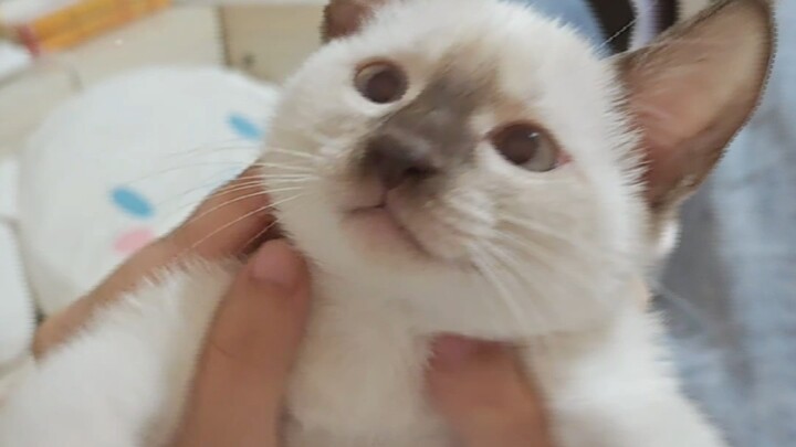 老大，这照片是窝吗喵