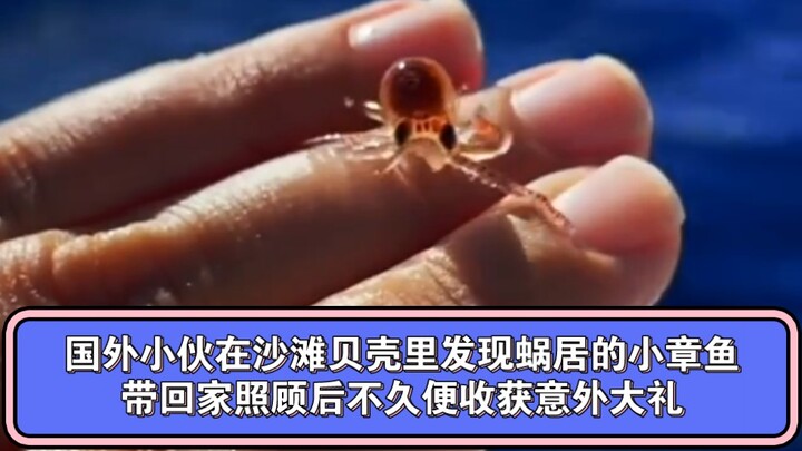 A foreign guy found a tiny octopus living in a seashell on the beach, and shortly after bringing it 