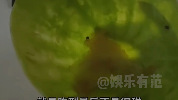 Wow, this watermelon’s so sensitive it’s giving me a reaction!