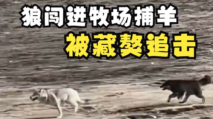 دخل ذئب هضبة إلى المرعى لاصطياد الأغنام، لكن كلاب التبت التابعة للمزارع طردته بنجاح.