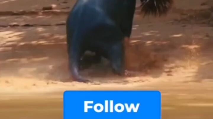 ছোটে বলে