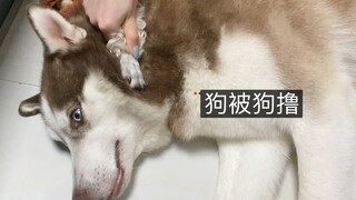 What would happen if a Husky realized that the one petting it wasn't its owner but another dog?