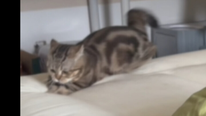 The Swift-Powered Kitten is Super Busy