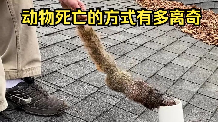 Giám định cái chết kỳ lạ của động vật 59