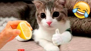 Funny Animals Videos 2023😂 - Best Cats And Dogs Videos😅