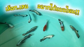คัดปลากัดแจกของฟรีมีในโลกอยากได้แบบไหนคอมเม้นเข้ามาสไตล์korattv