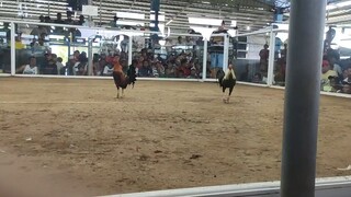 STAG DBERY WIN *video from buyer