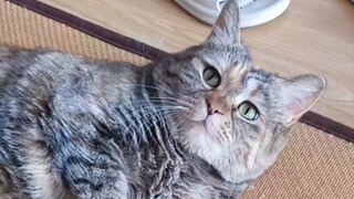 I've licked my belly clean! Want to give it a pat?