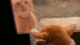 pakek sound lagu yang lagi viral,meme animal