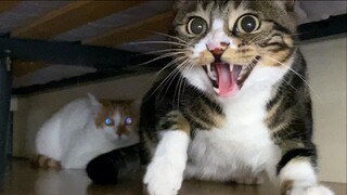 The father-in-law was a little flustered under the influence of his uncle's boyfriend [Pee is a cat]