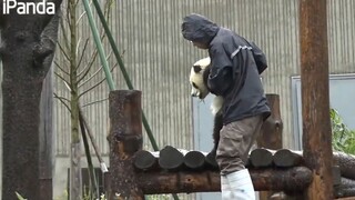 收熊难，雨天收熊更难！