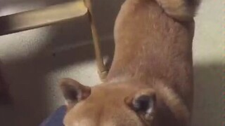 Shiba Inu who follows the rules