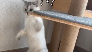 猫：我见过狗，但都没你狗
