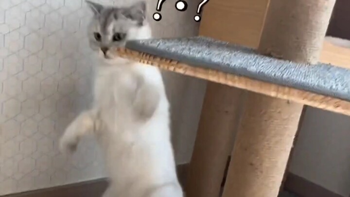 Kucing: Aku pernah melihat anjing, namun tak ada yang sebaik dirimu.