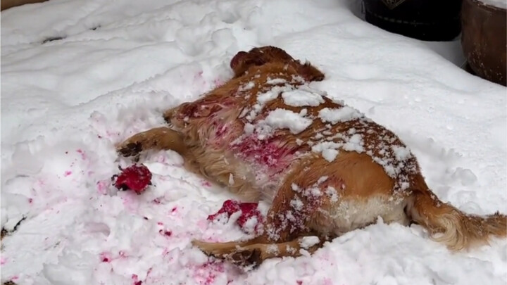 火龙果杀狗事件