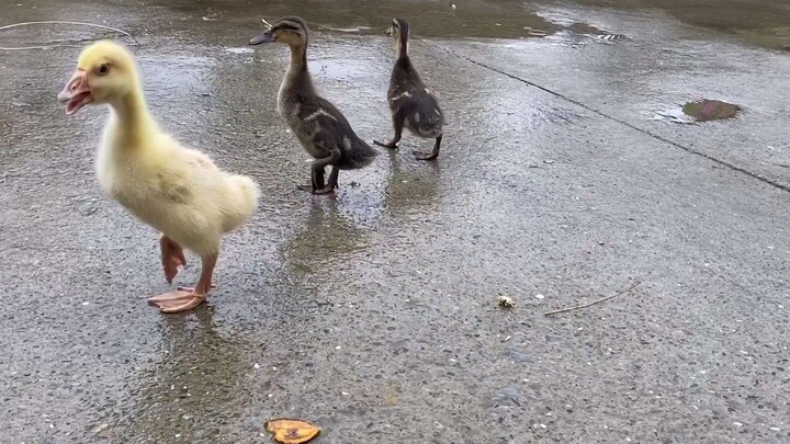 The goose brother and duck sibling got separated, and the little duckling searches the whole world f