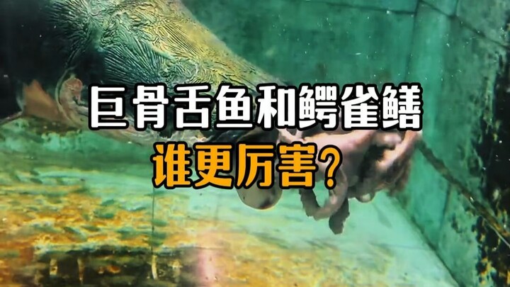 Which is more formidable: the arapaima or the alligator gar?