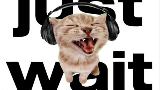The little stupid cat advises you to waste your time