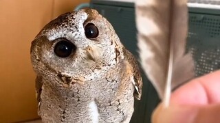 A "Indian Scops Owl" at a foreign netizen's home is currently in its molting phase.