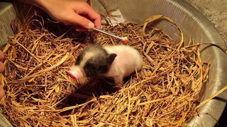 出生10天，小猪自己吃饭睡觉，生命有多顽强！