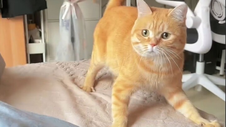 “My cat is my soldier!”