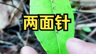 اتضح أن هناك نباتًا يسمى الإبرة ذات الوجهين.