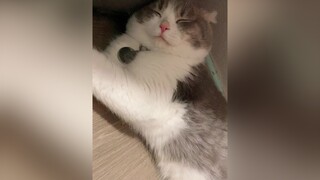 meo cat catsoftiktok