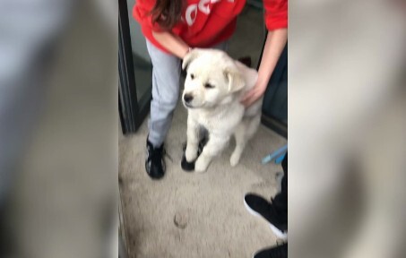 الطالب الصغير “الزميل الأكبر” يتسلل إلى غرفة نوم الفتيات لينام ليلة واحدة، وفي اليوم التالي تودّعه ا