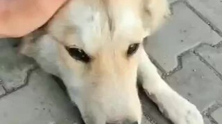 国道旁遇到的瘫痪流浪狗，没有带走它我后悔了，返回30公里又找到了它，这一次，我要带你一起走
