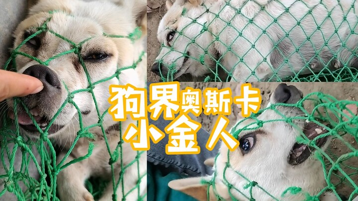 【เหลาเฟิงหยาง】ดาราสุนัขแถวหน้าแห่งวงการ ฝีมือการแสดงสุดยอด ชวนมาร่วมงานเมื่อหลายปีก่อน!